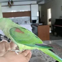 جوجه نر ۶ ماهه شاه طوطی اسکندری|پرنده|فردیس, منظریه|دیوار