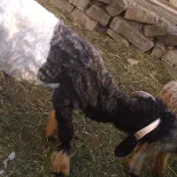 بره قوچ کله زنگ شاخی