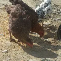 نیمچه خروس و مرغ