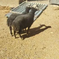 فروس دو راس بره نر