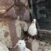 کلاغ مخملی ماده درشت خوشگل