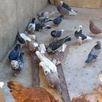 کبوترفروشی|پرنده|قمصر, |دیوار