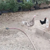 بوقلمون محلی اصل ماده|حیوانات مزرعه|یاسوج, |دیوار