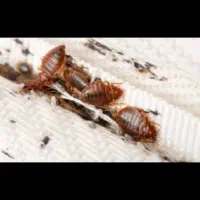 سمپاشی با اطمینان کافی با شرکت آسایش سازان