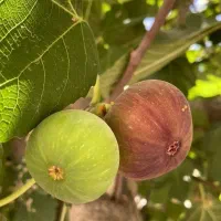 تولید و عرضه انواع انجیر دیم