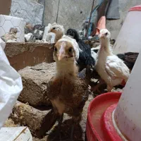 جوجه مرغ خروس بلدرچین|حیوانات مزرعه|کرج, اخترآباد|دیوار