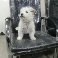 نژاد شیتزو مالتیز