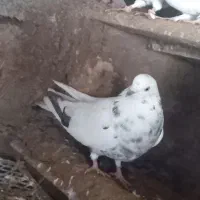 پرنده|پرنده|شاهین دژ, |دیوار