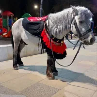 اسب فلابلا پونی