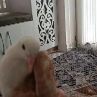 کله سفید کربلایی|پرنده|فردوس (خراسان), |دیوار