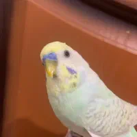 مرغ عشق دستی فقط معاوضه