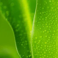 سبزی مارکت (آماده همکاری )