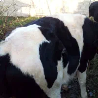 ‌گوساله‌ماده سمینتال