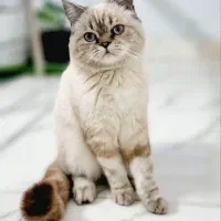 گربه اسکاتیش پرشین