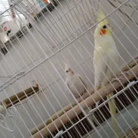 جفت عروس هلندی|پرنده|شوش, |دیوار