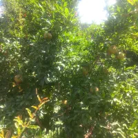 باغچه ۴۰۰متری|فروش خانه و ویلا|شریف‌آباد, |دیوار