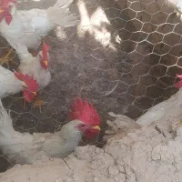 خروس