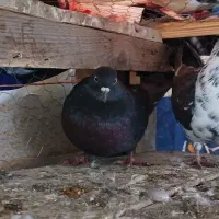 کبوتر های پرشی سالم ب تضمین