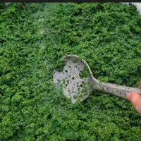 سبزی قرمه .مرغ ترش پیاز چیپسی ترش واش گیلانی