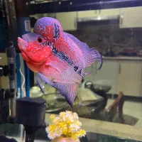 فلاور تایلندی بیگ هدنر|ماهی|تهران, حکیمیه|دیوار