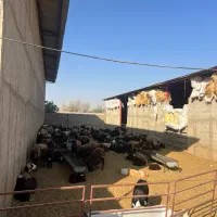 بره نر میش و بز برای کشتار