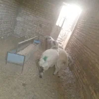 گوسفند فروشی