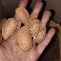 گردو کاغذی|خوردنی و آشامیدنی|شیراز, گویم|دیوار