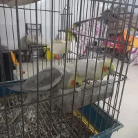 عروس هلندی|پرنده|خمینی‌شهر, |دیوار