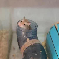 همستر روبروفسکی|موش و خرگوش|تهران, دارآباد|دیوار