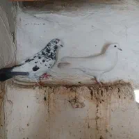 کبوتر