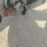 سگ ماده|سگ|مرودشت, کوشک|دیوار