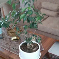 گل بن سای