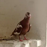 فروش کارل مست نر، بزک سیاه مست نر