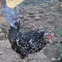 مرغ گلین