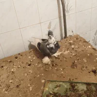 کفتر یا کبوتر