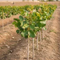 فروش مستقیم نهال پسته کیفیت بالا، قیمت باور نکردنی