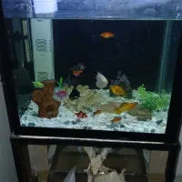 آکواریوم|ماهی|سبزوار, توحیدشهر|دیوار