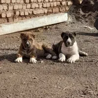 دو جوجه خوشگل نژاد دار