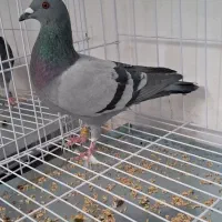 ماده مسافتی|پرنده|تهران, اتحاد|دیوار