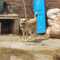 سگ سرابی