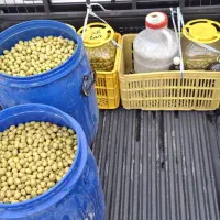 پخش زیتون عابد|خوردنی و آشامیدنی|منجیل, |دیوار