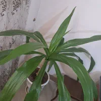 اشک ملکه|گل و گیاه طبیعی|شاهینشهر, خانه کارگر|دیوار