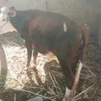 گاو فروشی شش هفت ماه که بارادر