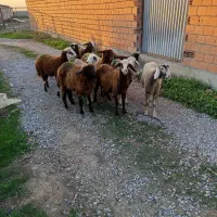 ده راس توقلی جنس خوب ماده|حیوانات مزرعه|سیمین شهر, |دیوار