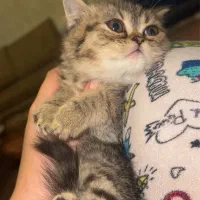 اسکاتیش بریتیش|گربه|بوکان, |دیوار