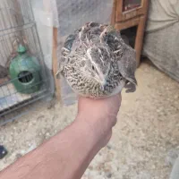 خروس سیبرایت رنگ سیلوروبلدرچین بالغ تخم گذارگوشتی|حیوانات مزرعه|تهران, امام زاده حسن|دیوار