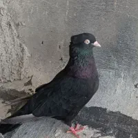 یک عدد کبوتر سیاه ماده