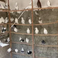 فروش کبوتر|پرنده|کهریزک, |دیوار