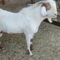 چپش جوان وعالی|حیوانات مزرعه|زرقان, |دیوار