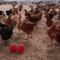 فروش جوجه های محلی|حیوانات مزرعه|سرپل ذهاب, |دیوار